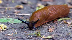 化学薬品を使わずにナメクジを駆除する方法：すぐに追い払える3つのステップ